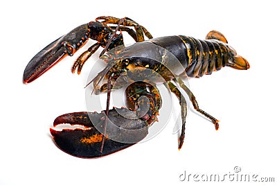 Lobster Stock Photo