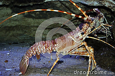 Lobster Stock Photo