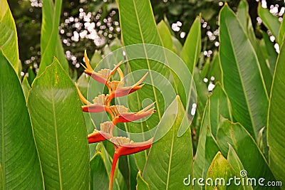 Lobster-claws or heliconia Stock Photo