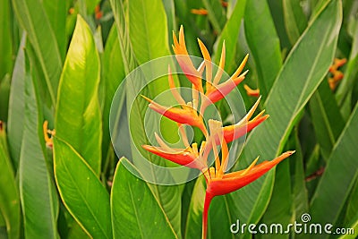 Lobster-claws or heliconia Stock Photo