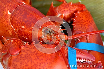 Lobster dinner Stock Photo