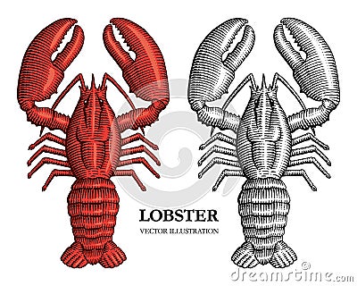 Lobster engraving vector illustration. Hand drawn crustacean in a vintage style Vector Illustration