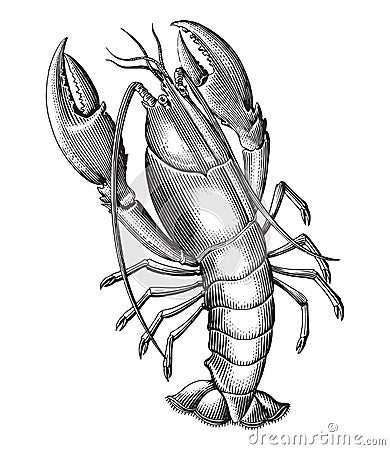 Lobster hand draw vintage engraving style black and white clip art isolated on white background Vector Illustration