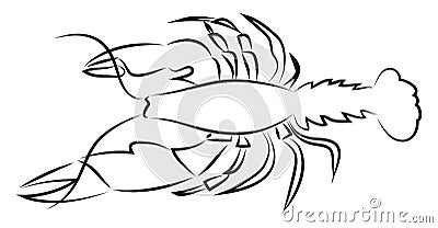 Lobster hand drawn design, illustration, vector Vector Illustration