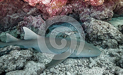 A lobster hides from a nurse shark in Florida Keys National Marine Sanctuary. Stock Photo