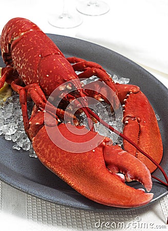 Lobster, homarus gammarus, Boiled Crustacean on Plate Stock Photo