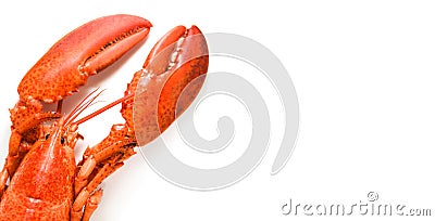 Lobster isolated Steamed lobster seafood shrimp prawn on white background Stock Photo