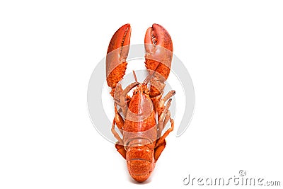 Lobster isolated - Steamed lobster seafood shrimp prawn on white background Stock Photo