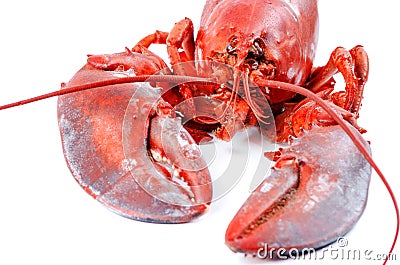 Lobster isolated on white background Stock Photo