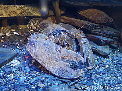 Lobster With Large Claws Stock Photo