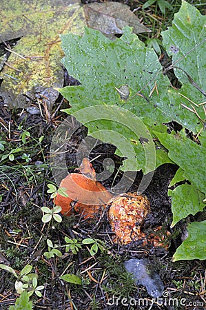 Lobster Mushroom Hypomyces lactifluorum Stock Photo