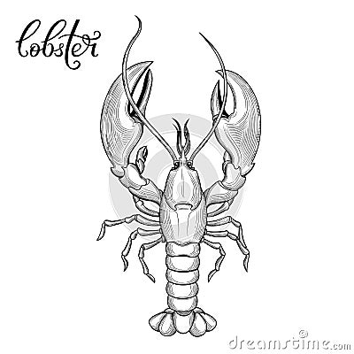 Lobster. Seafood. Vector Illustration