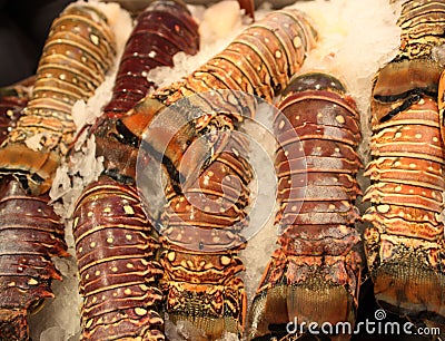 Lobster Tails Stock Photo