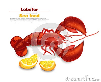 Lobster Vector realistic isolated. Fresh Detailed seafood 3d illustrations Vector Illustration