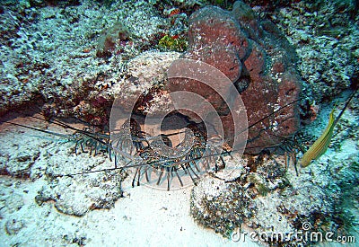 Lobsters on alert Stock Photo