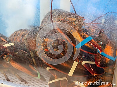 Lobsters prisoned and restrained in crowded tank in seafood restaurant waiting to be cooked and served Stock Photo