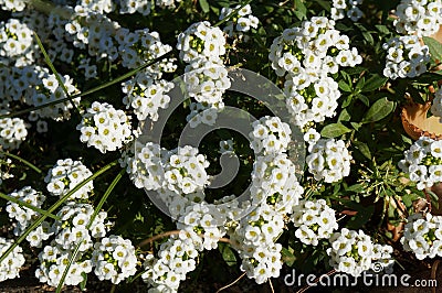 Lobularia maritima or Alyssum white flowers, selective focus, purposely blurred Stock Photo