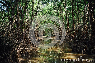 A local boat tour at Taloh Kapor Community, a coastal community with fertile mangrove forests in Pattani, Thailand Stock Photo