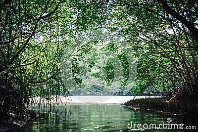 A local boat tour at Taloh Kapor Community, a coastal community with fertile mangrove forests in Pattani, Thailand Stock Photo