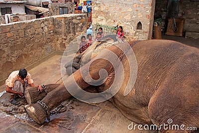Local caretaker cleaning elephant's foot at small elephant quart Editorial Stock Photo