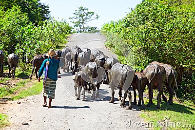 Local cattle breeder with his herd Editorial Stock Photo