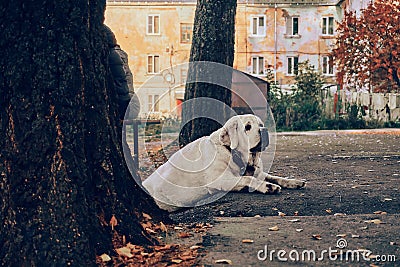 A local dog lies on the pavement and waits. An adult dog. Faithful, man`s best friend. Summer sunny morning Stock Photo
