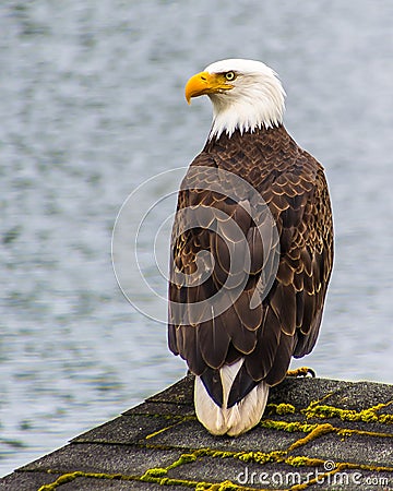 A local eagle on Lake Roesiger, Snohomish, WA Stock Photo