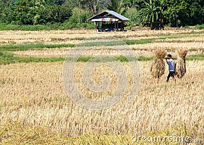 Local farmer is carrying a bundle of rice Editorial Stock Photo
