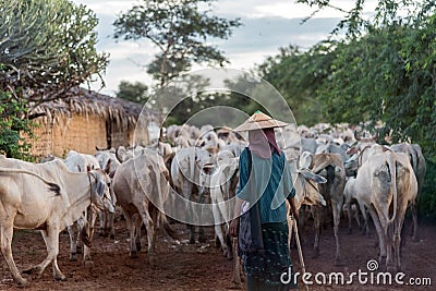 Local farmer and a large herd of cattles Editorial Stock Photo