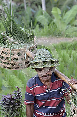 Local farmer in Rice Terrace in Bali Asia Indonesia Editorial Stock Photo