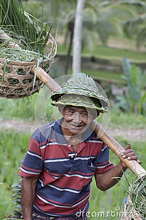 Local farmer in Rice Terrace in Bali Asia Indonesia Editorial Stock Photo
