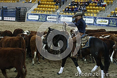 Local farmers riding their quaterhorses, competing at a cutting horse, futurity Editorial Stock Photo