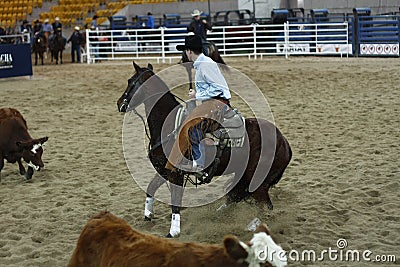 local farmers riding their quaterhorses Editorial Stock Photo