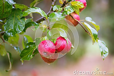 Finnish domestic apples Stock Photo