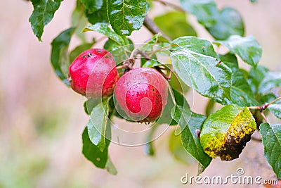 Finnish domestic apples with scab stains Stock Photo