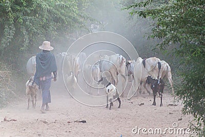 Local herder with zebus in Bagan, Myanm Editorial Stock Photo