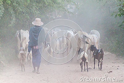 Local herder with zebus in Bagan, Myanm Stock Photo