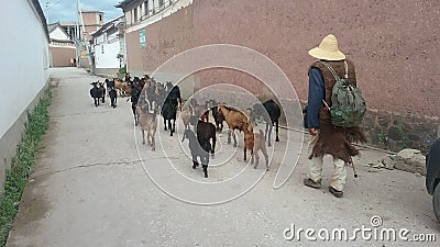 Local herds a group of goats through old Chinese town streets. Editorial Stock Photo