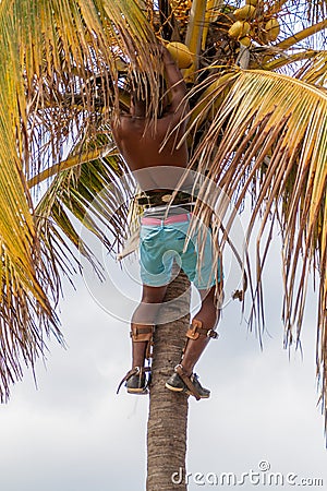 Local man is harvesting coconuts in Havana Editorial Stock Photo