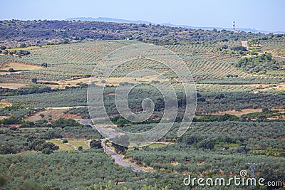 Local road CC-13.6 crossing Aceituna olive tree fields, Extremadura, Spain Stock Photo