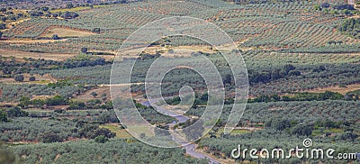 Local road CC-13.6 crossing Aceituna olive tree fields, Extremadura, Spain Stock Photo