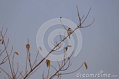 Local song bird mid-afternoon fall Stock Photo