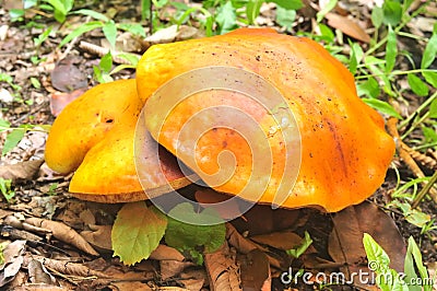 Local Thai big mushroom Stock Photo