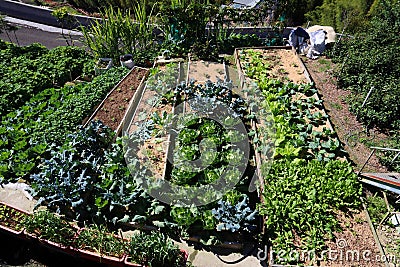 Local vegetable garden Stock Photo