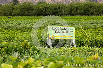 LOCALLY GROWN, Available now. sign Stock Photo