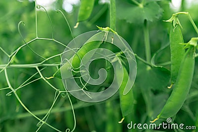 Locally grown green pea in organic garden Stock Photo