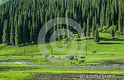 Nalati Grassland, Xinjiang Stock Photo