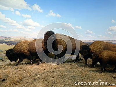 USA. New-York. American Museum of Natural History Stock Photo