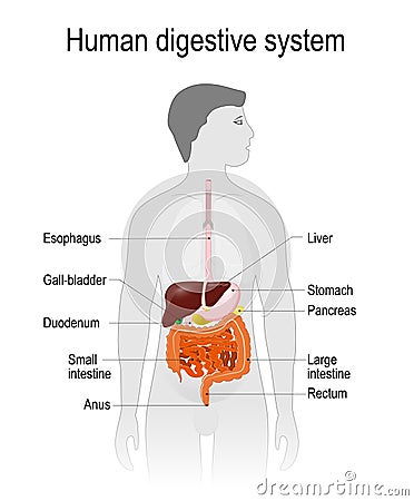 The location of the digestive system in the human body. Vector Illustration