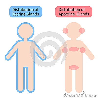 Distribution of sweat glands in human body. Health care concept Vector Illustration